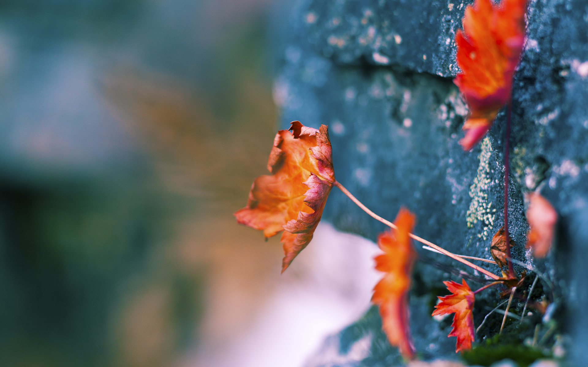 冰与火的交响,拉什福德完美主义单刀与苏格兰集体主义的压制美学