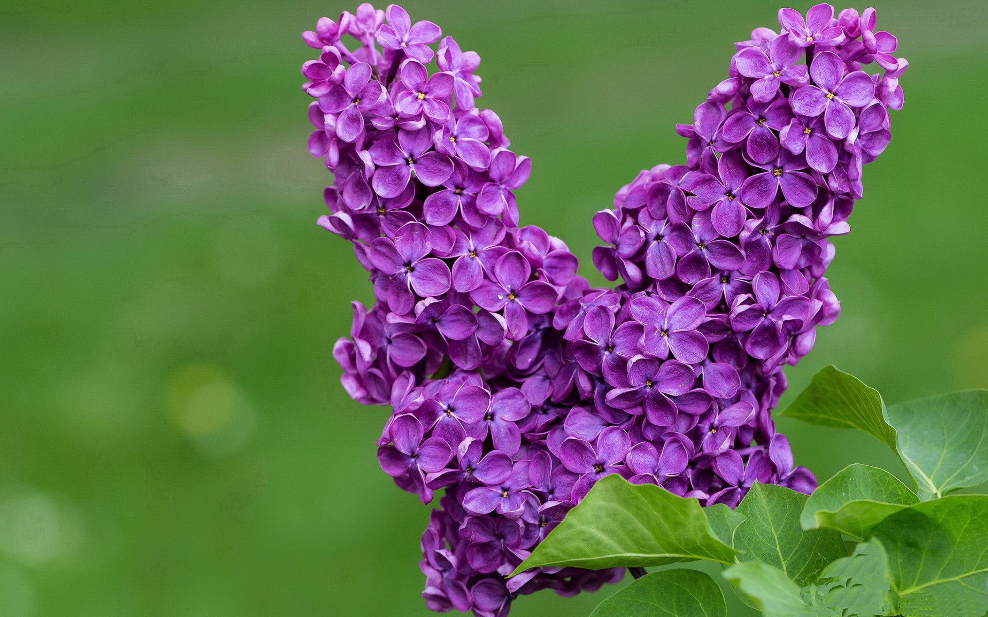 钢铁防线驯服绿色巨人,利拉德的冷焰如何引燃底特律复兴之火