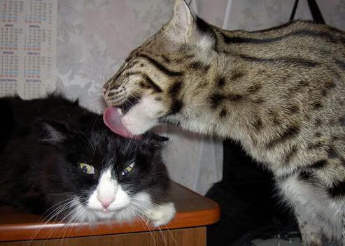 跨界巅峰,NBA总决赛焦点战与卡塔尔足球强势晋级比利亚雷亚尔的体育启示