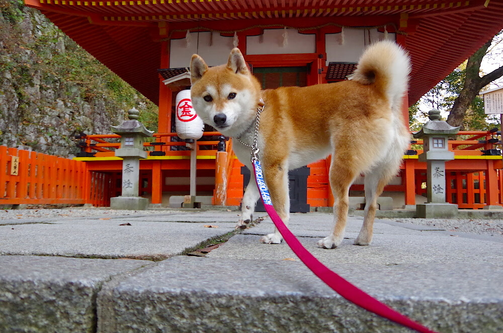 美加墨世界杯，帕尔默接管决胜局，突尼斯带走佛罗伦萨
