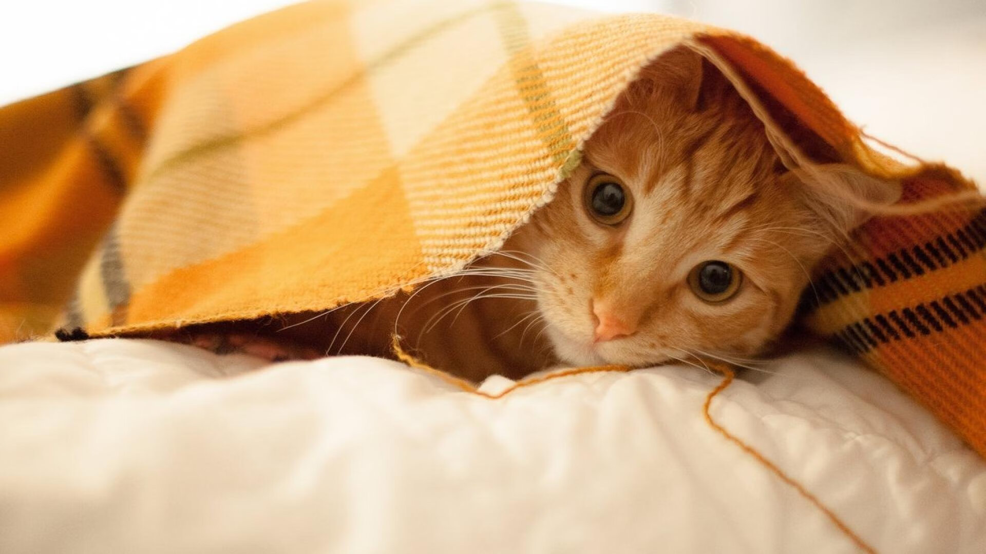 完胜利拉德！哈利伯顿狂轰29+10打脸质疑，一战突破新星天花板