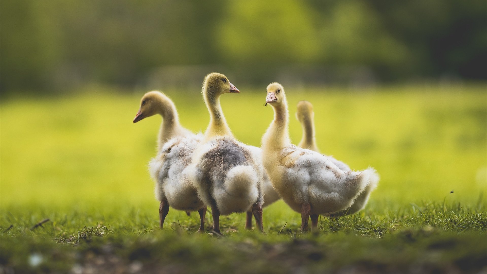 跨国共振，当广东的坚韧遇见欧洲的几何，篮球露出同一张脸