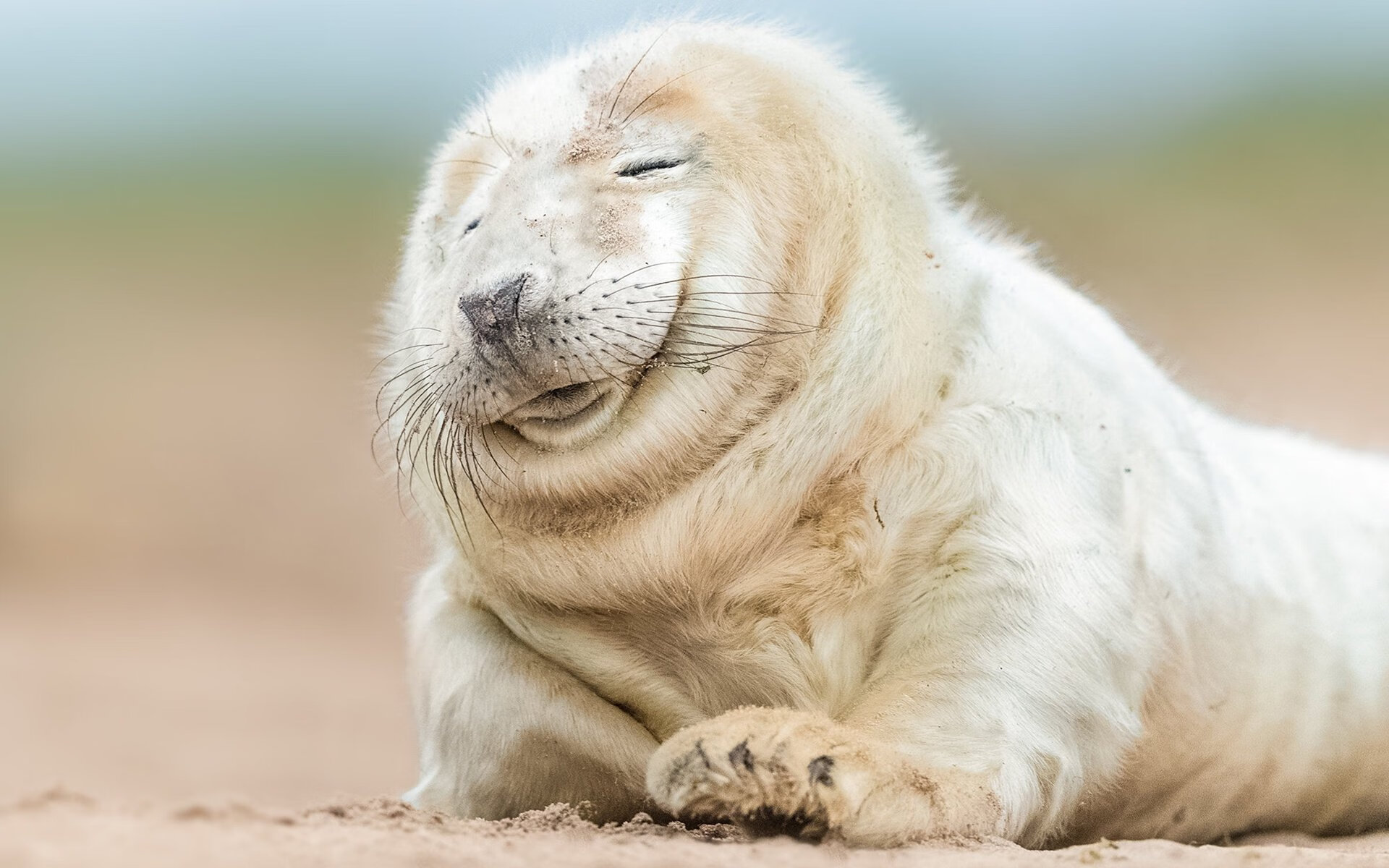 智利对阵苏格兰，马丁内利的统治之夜—南美魔术师如何征服高地军团