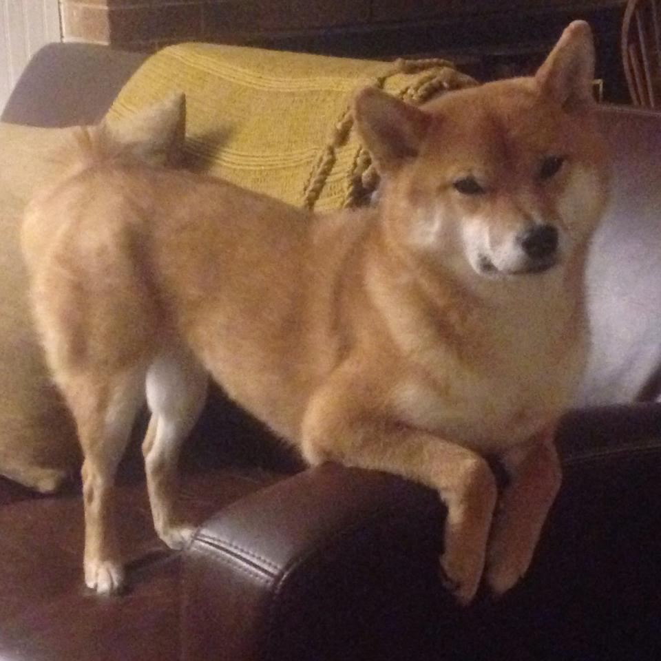 腾空而起！拉文无视森林狼封锁，砍下赛季新高上演得分表演