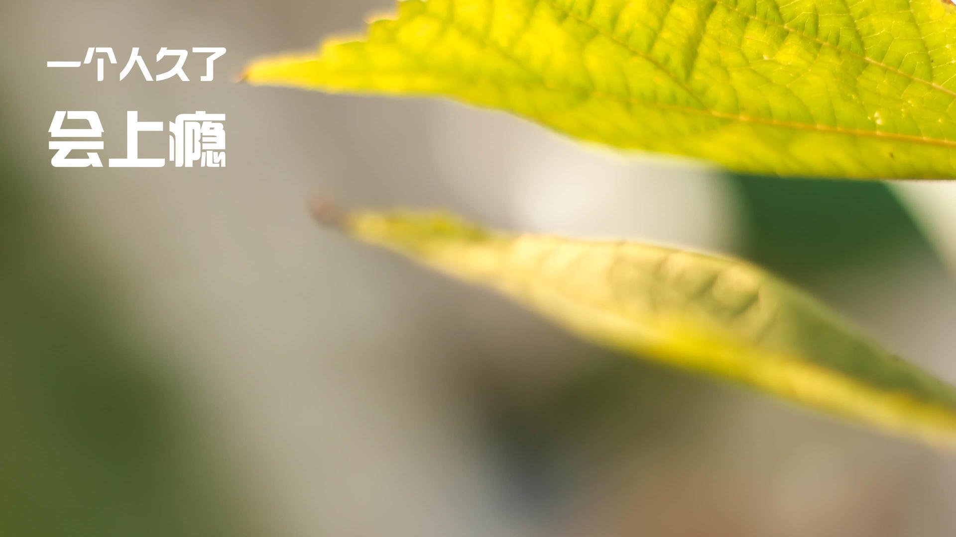 神话再现，希腊众神庇护下的凡人英雄—达尔文·努涅斯如何在2026世界杯决赛接管比赛