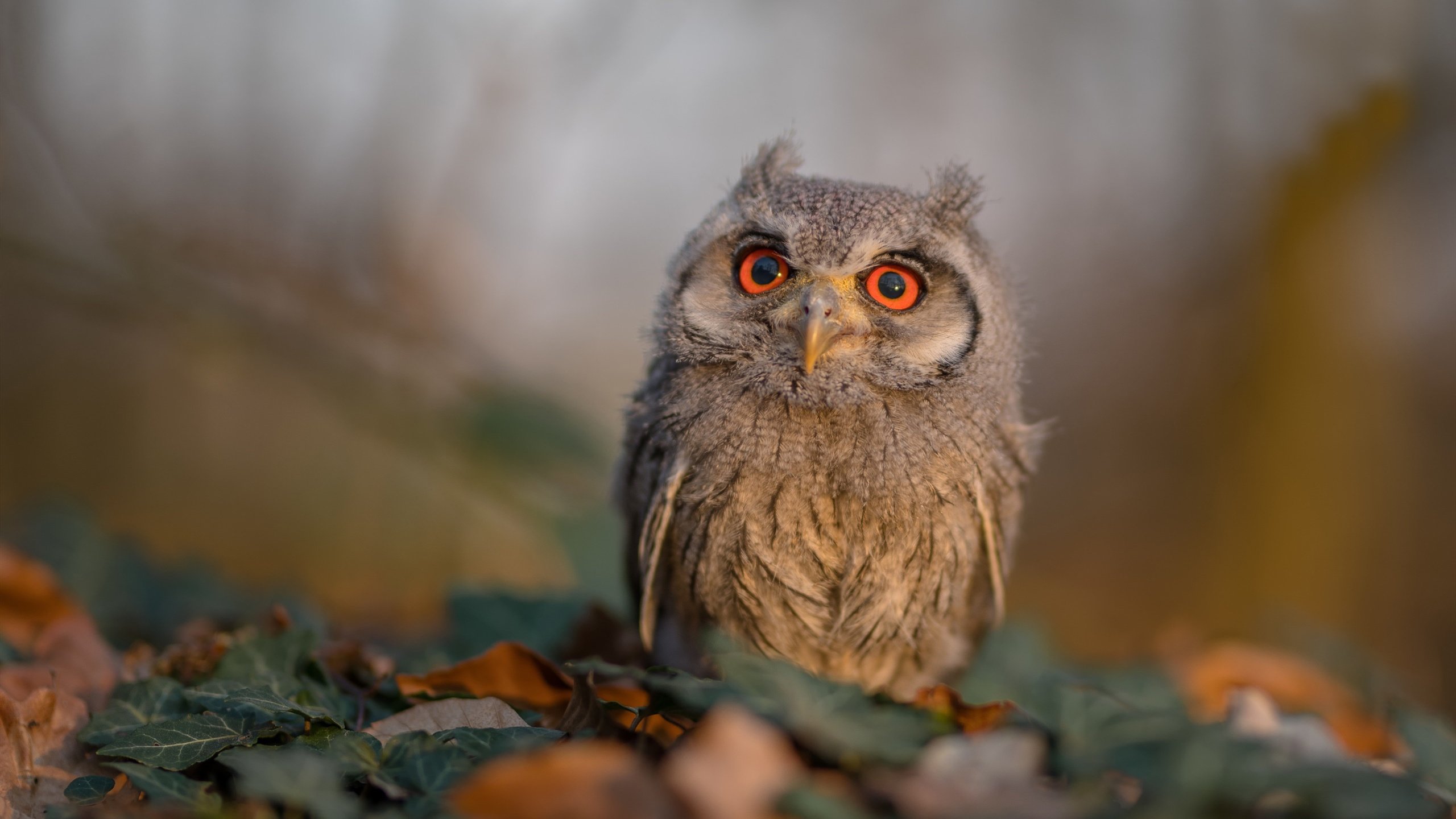 沉静风暴眼，阿森纳用窒息节奏淹没切尔西，沉默的斯通斯如何成为胜负密码？