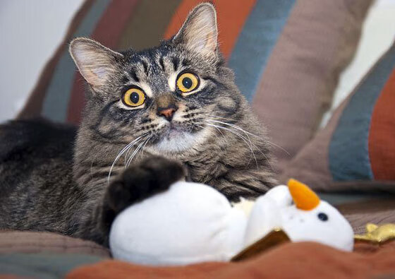 跨界竞技场，开拓者血拼76人的篮球烽火，贝恩在F1街道赛的速度接管