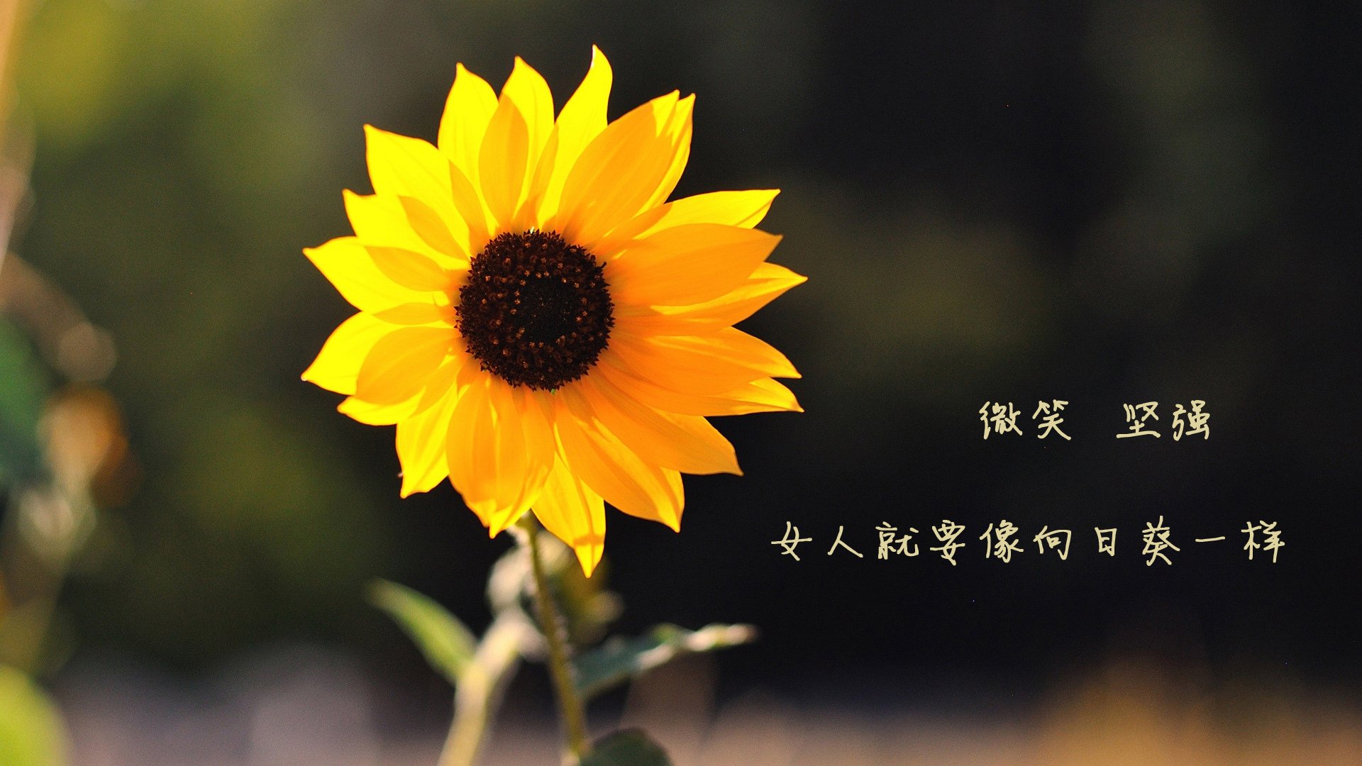 惊天逆转夜，德罗赞狂澜力挽，凯尔特人绝地翻盘吉林
