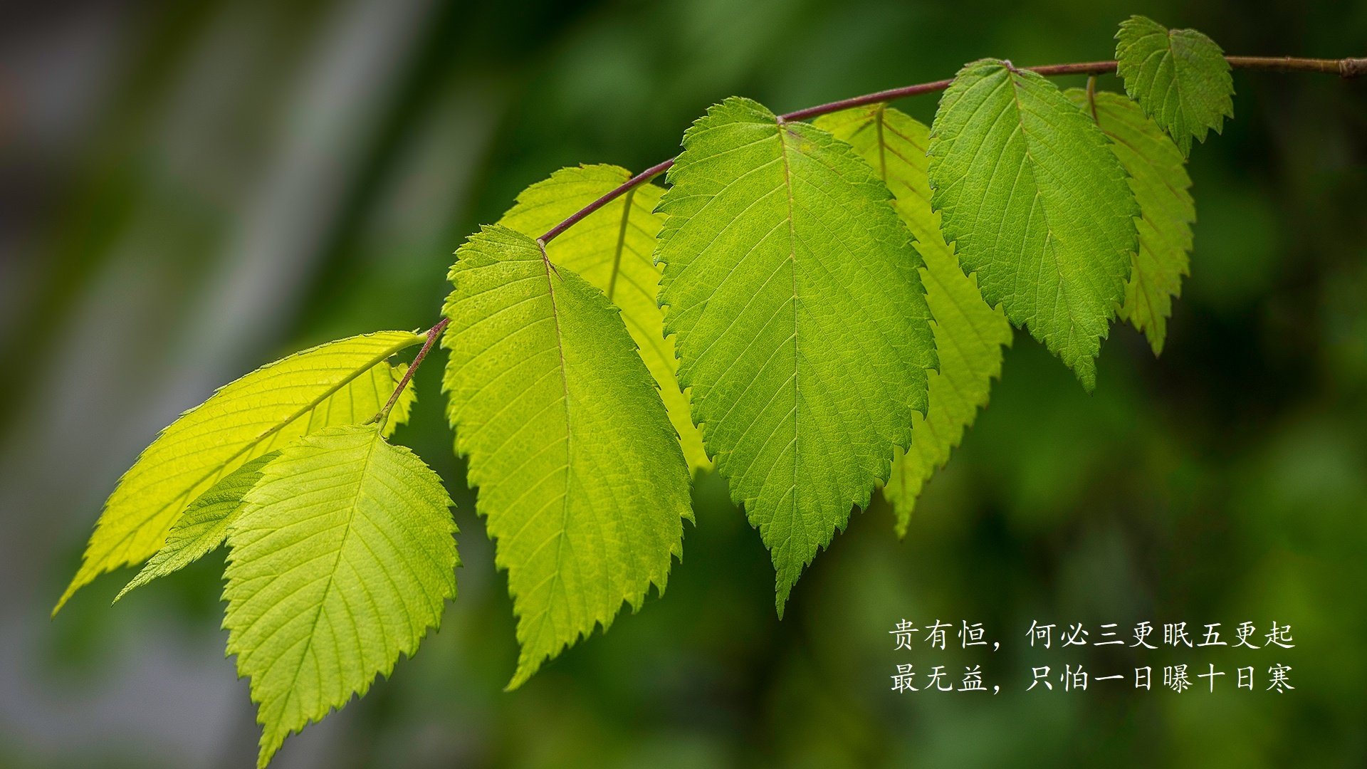 格雷茨曼的独舞与草根奇迹，2026世界杯D组，一场被唯一性定义的天堂与地狱之战