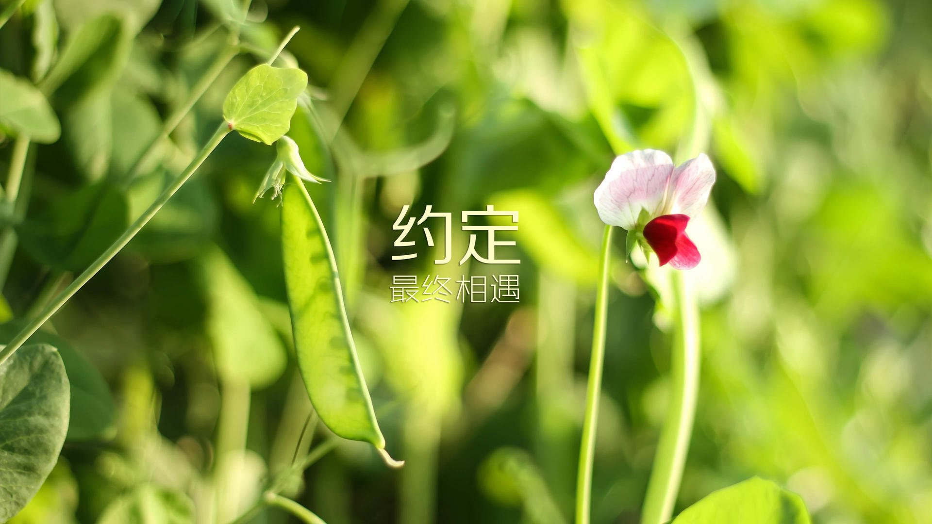 蓝黄海浪吞噬天蓝，当北欧节拍器调乱了南美探戈—2026世界杯A组瑞典完胜乌拉圭的战术解构